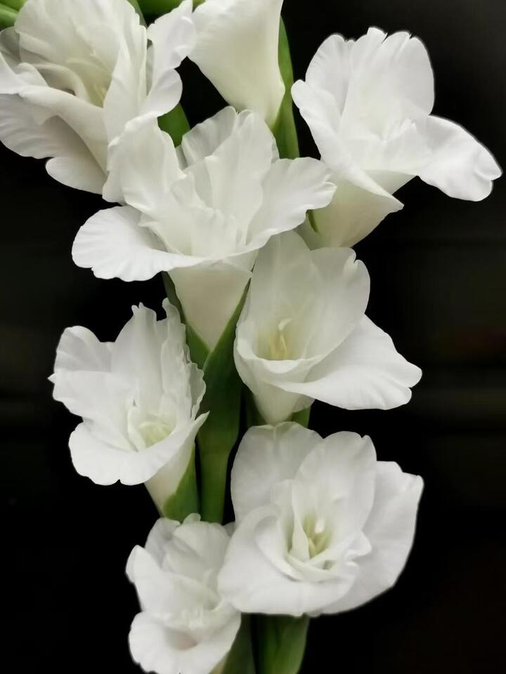 White Gladiolus White Gladiolus