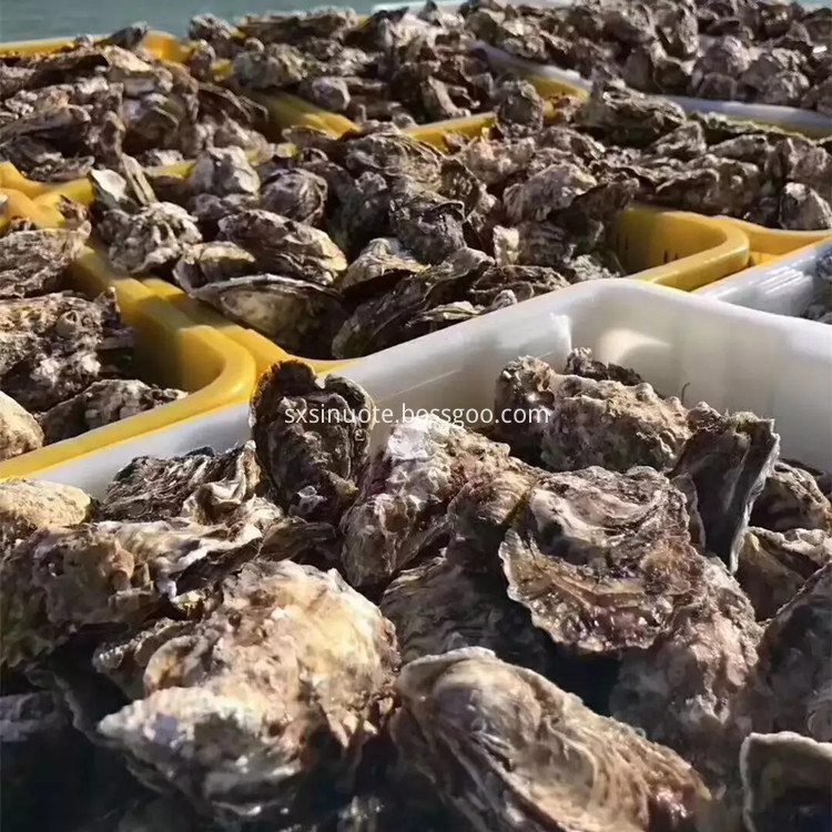 Oyster Powder Oyster Powder