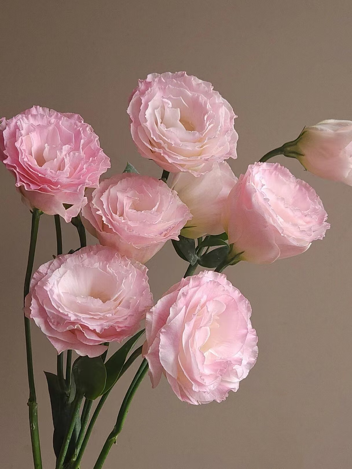 Pink Eustoma/Lisianthus Pink Eustoma/Lisianthus