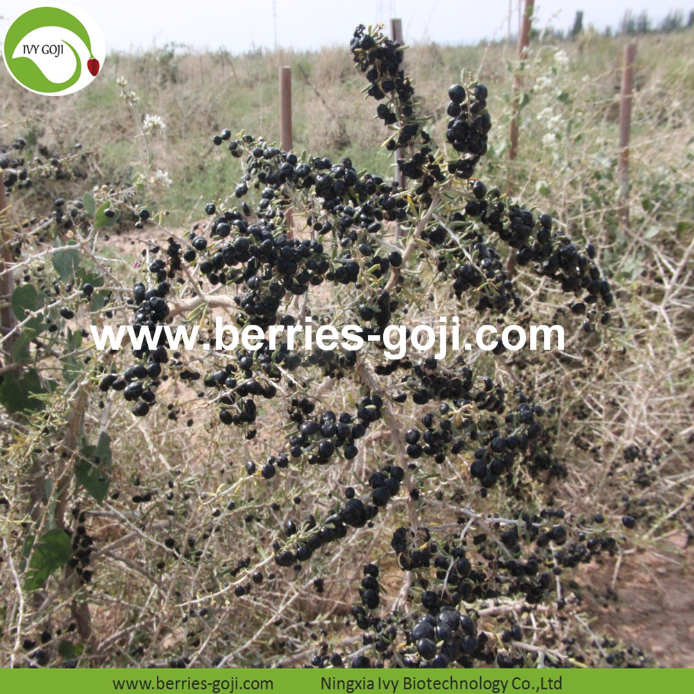 BLACK WOLFBERRY BLACK WOLFBERRY