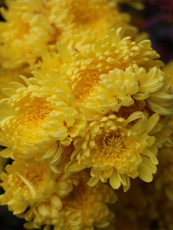 Standard Yellow chrysanthemum3 Standard Yellow chrysanthemum3
