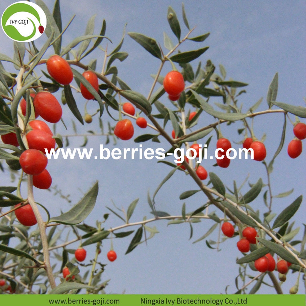 organic goji berry organic goji berry