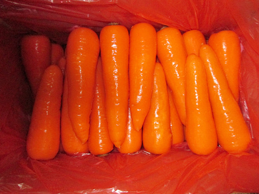 2018 fresh carrot 