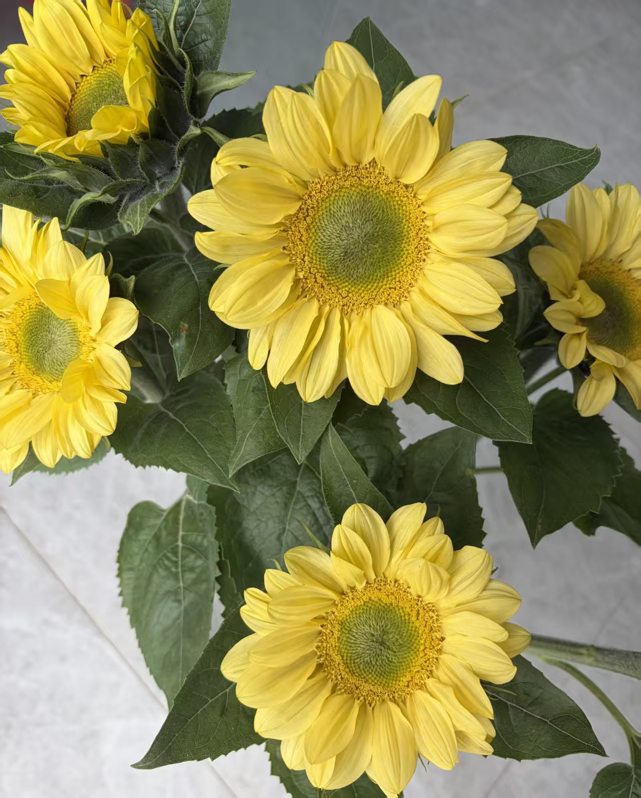 Lemon Queen Sunflower Lemon Queen Sunflower