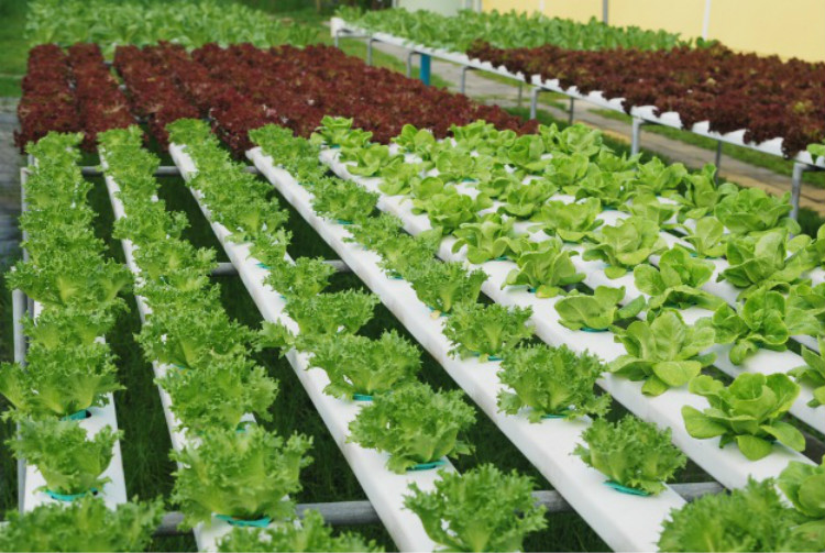 Flat Hydroponics for Vegetables Flat Hydroponics for Vegetables