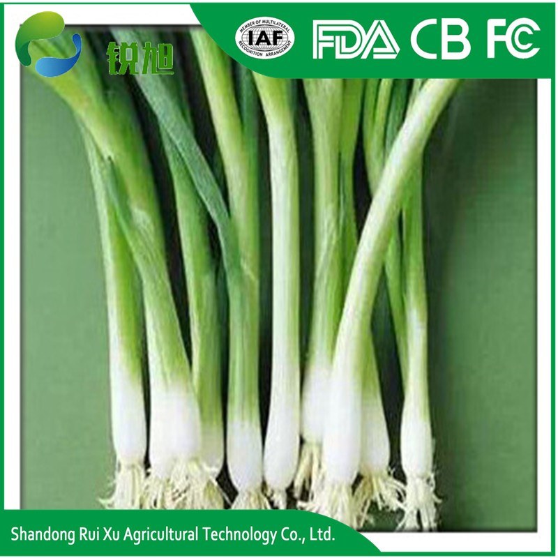 Wholesale Fresh Vegetable Scallion Green Onion