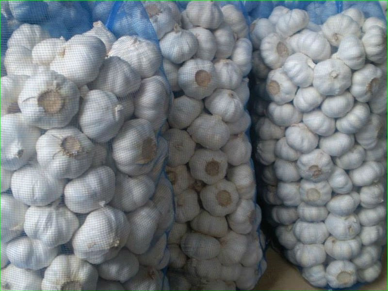 Fresh Normal White 5-6cm Garlic