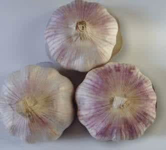2017 New Purple Garlic with Good Quality