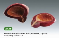 Xy-AA15 Male Urinary Bladder with Prostate, 2 Parts