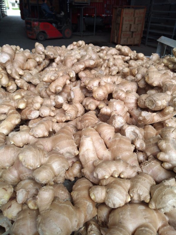 Chinese No Pesticide Fresh Organic Ginger
