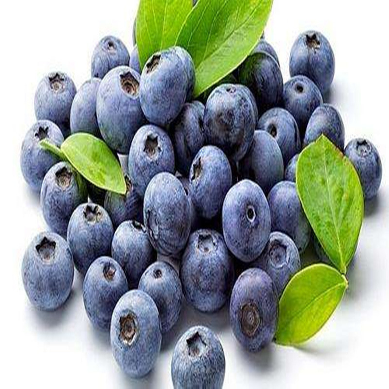 Blueberry Extract 5%-25% Anthocyanidin Powder