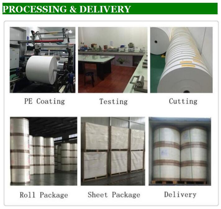 Single / Double PE Coated Paper Cup Paper for Paper Cups in Roll /Sheet