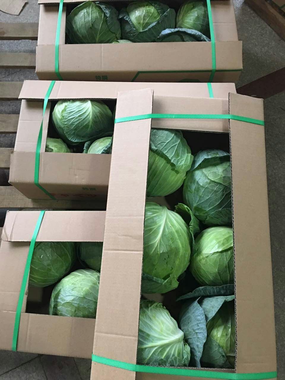 2018 New Crop Fresh Chinese Green Cabbage