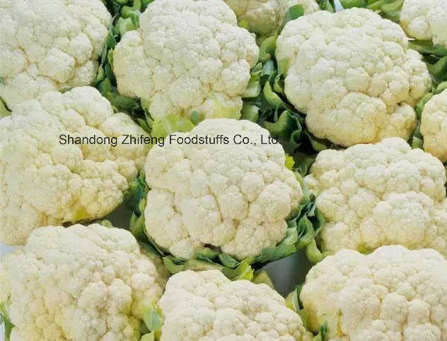 Chinese New Crop Frozen Cauliflower for Exporting