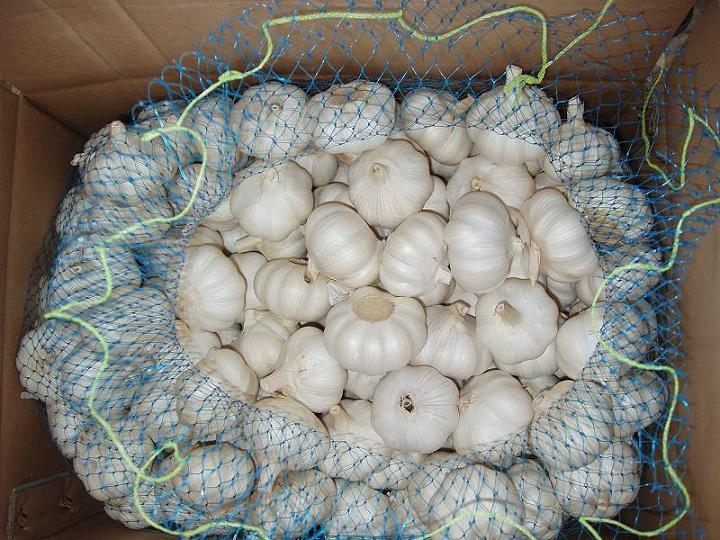 Professional Supplier of Fresh White Garlic