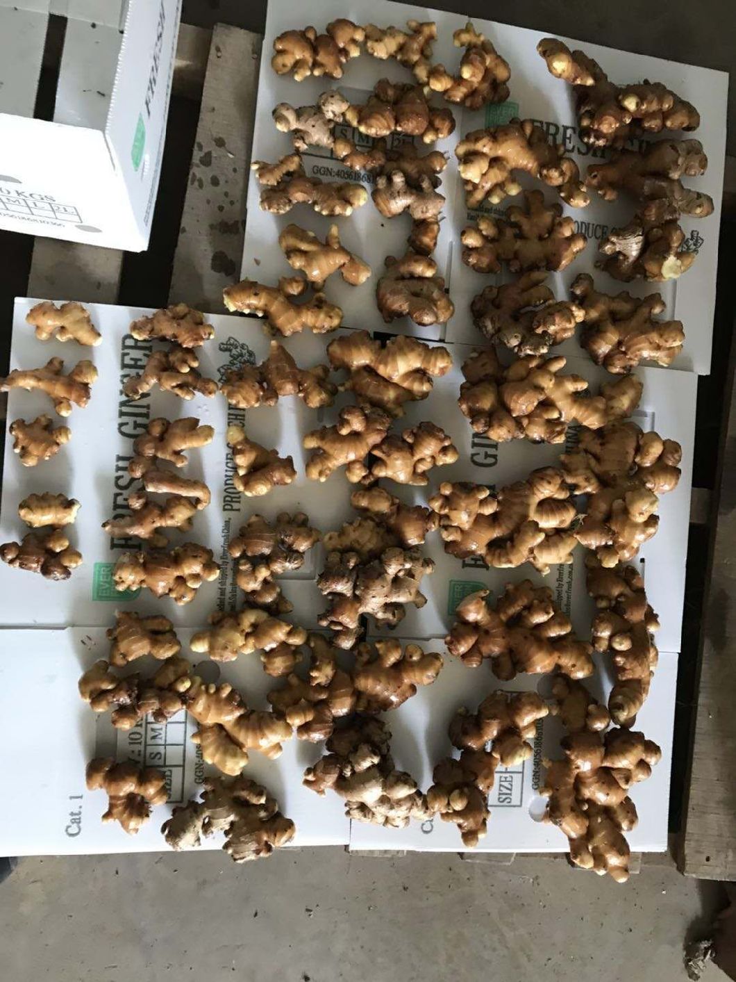 Chinese No Pesticide Fresh Organic Ginger