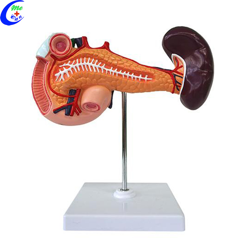 Liver Anatomy Models for Medical Students