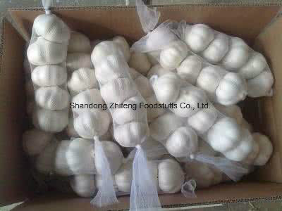 The Newest White Garlic with Good Price