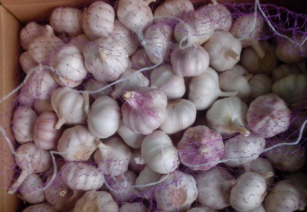 Fresh Normai Garlic with Competitive Price