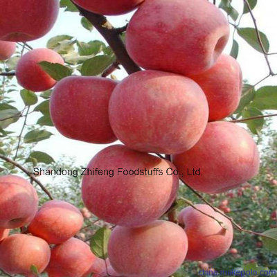 Chinese Fresh Gala Apple with Sweet Flavor