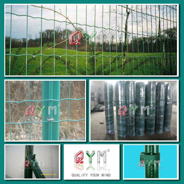 PVC Coated Holland Wire Mesh/ Welded Wire Mesh Euro Fencing