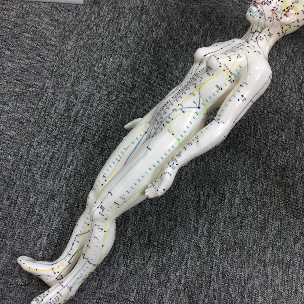 Body Model of Female Acupuncture Model