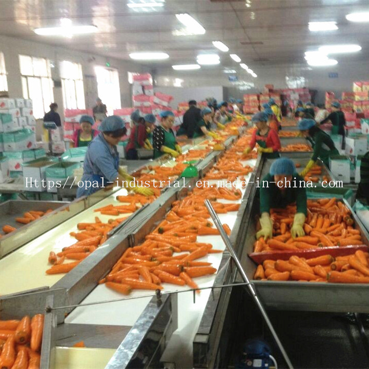 10kg Carton China Fresh Carrot