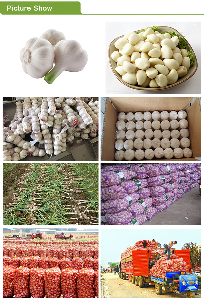 New Frozen Peeled Garlic Granules