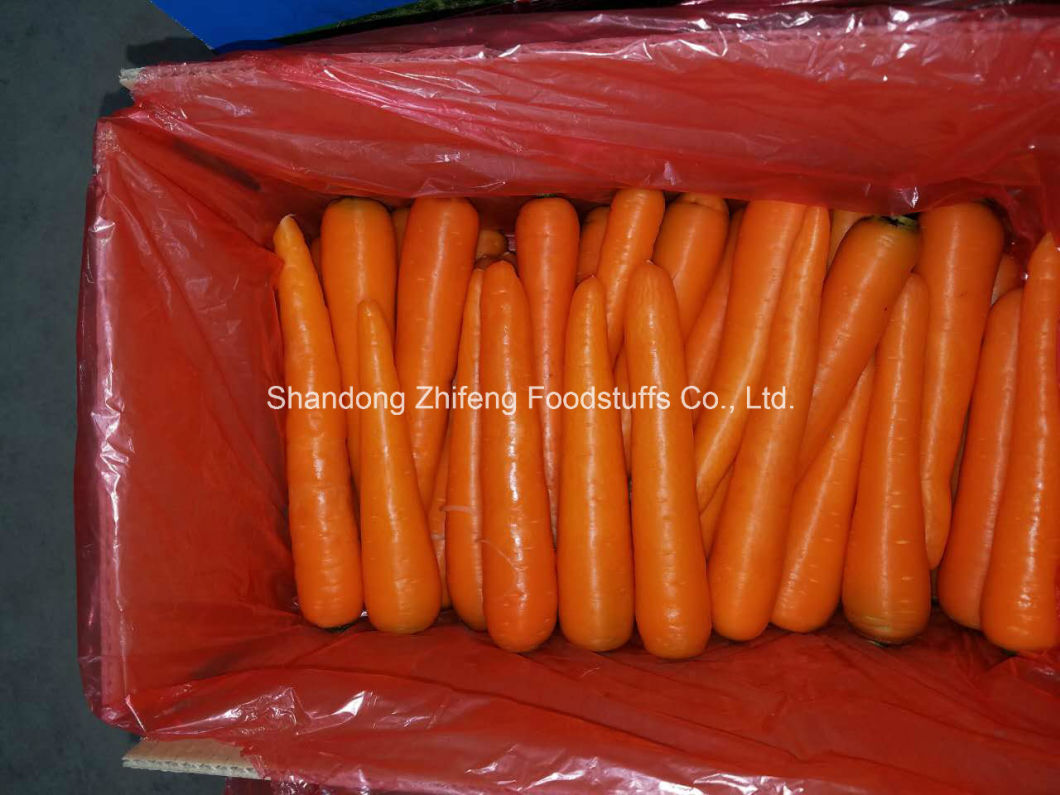 New Crop Fresh Carrot in China