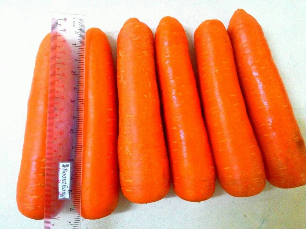 New Crop Fresh Carrot S Grade