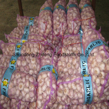 2017 Fresh Purple Garlic with High Quality