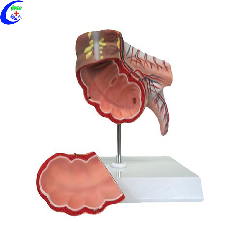 Human Digestive System Anatomy Model