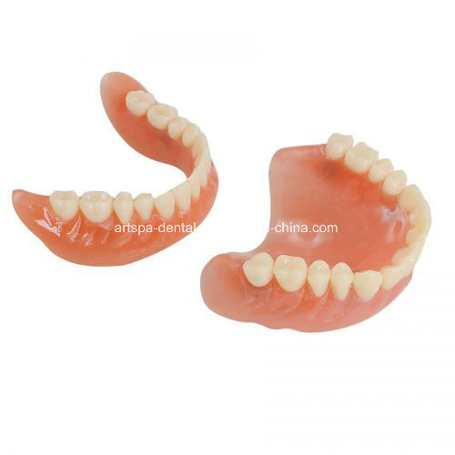 Dental Teach Study Adult Standard Demonstration Model Teeth