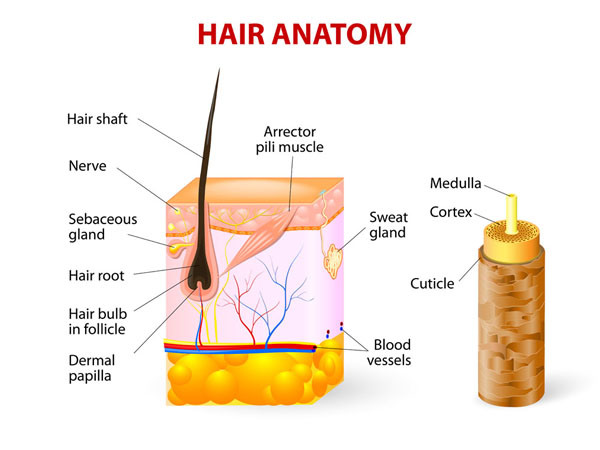 E-Light Shr IPL Hair Removal&Skin Rejuvenation Beauty Equipment