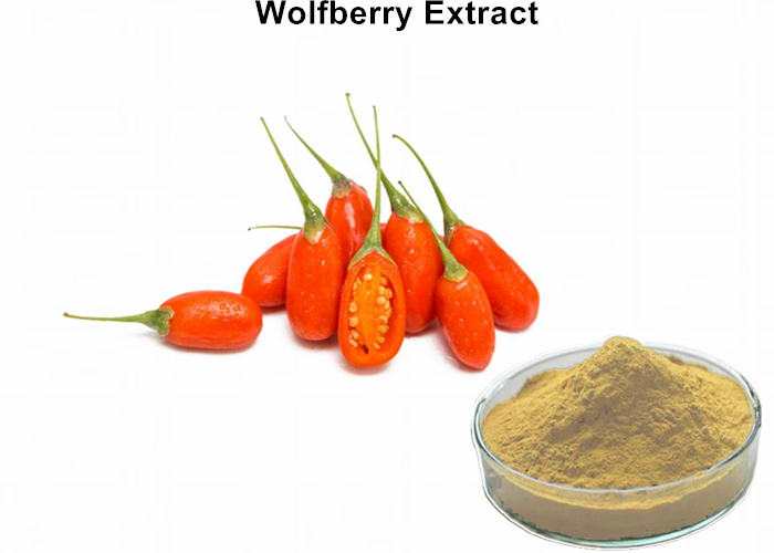 Goji Berry Extract (Wolfberry Extract) Powder Lowering Blood Fat