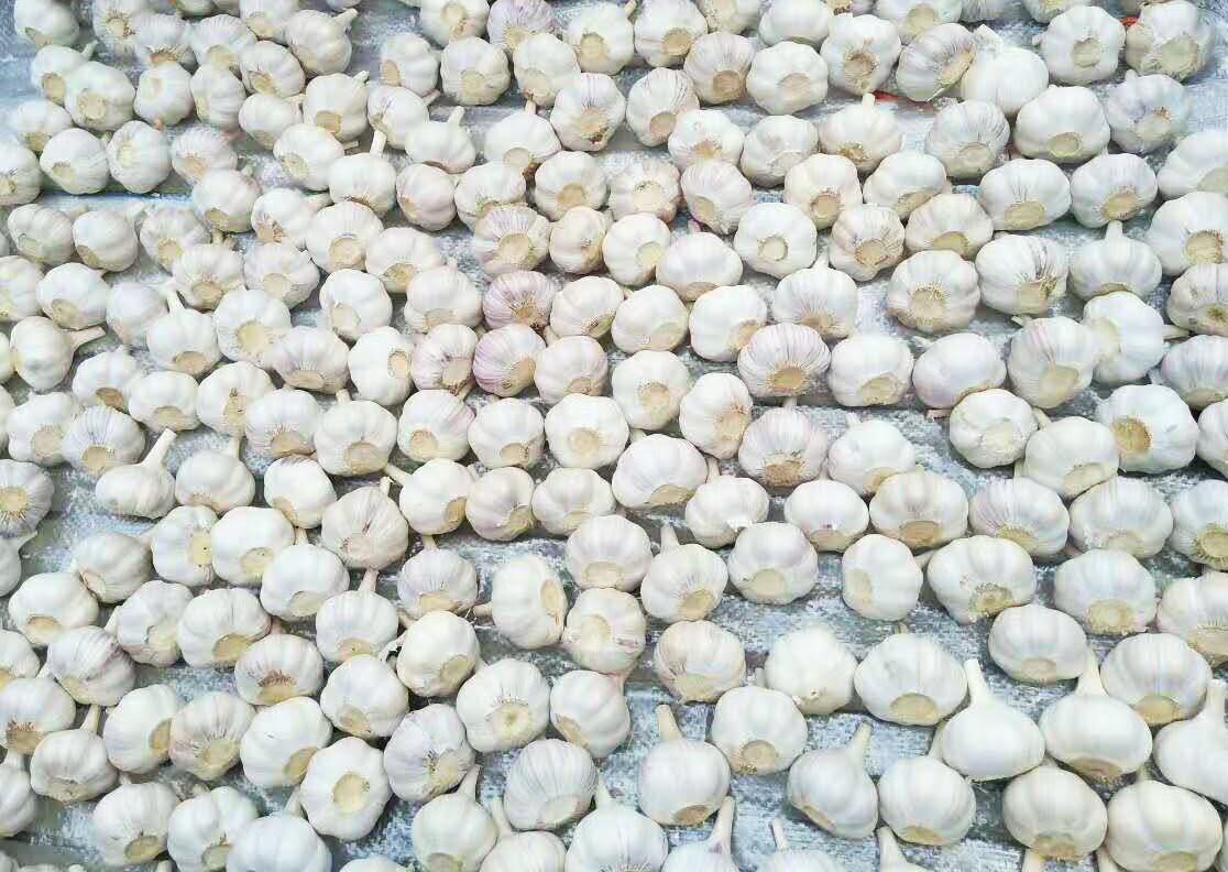 Frischer Knoblauch 1 kg Netzbeutel 10 kg Karton Fresh Garlic 1kg mesh bag 10kg carton