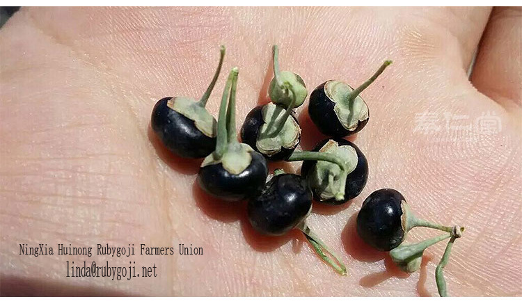 Black Goji Dry Organic Black Goji Berries Seeds