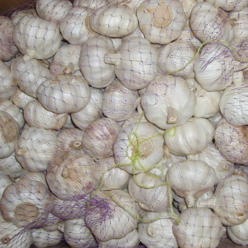New Season Top Quality Fresh Garlic