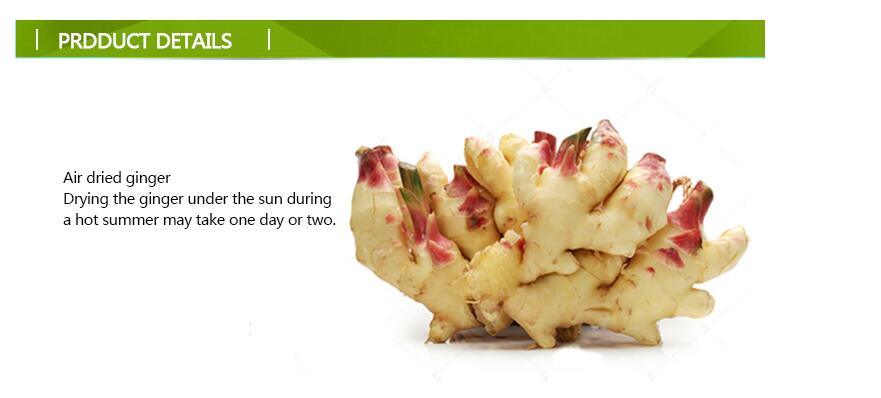 Top Quality Fresh Chinese Fat Ginger