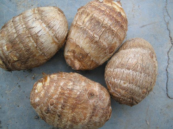 Fresh Taro with Best Exporting Quality in 2017