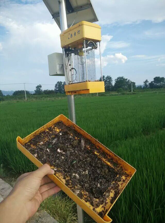 Solar Frequency Vibrational Insecticidal Lamp
