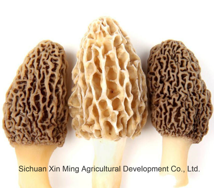 2018 Hot Selling Fresh Morel Mushroom The Organic Food