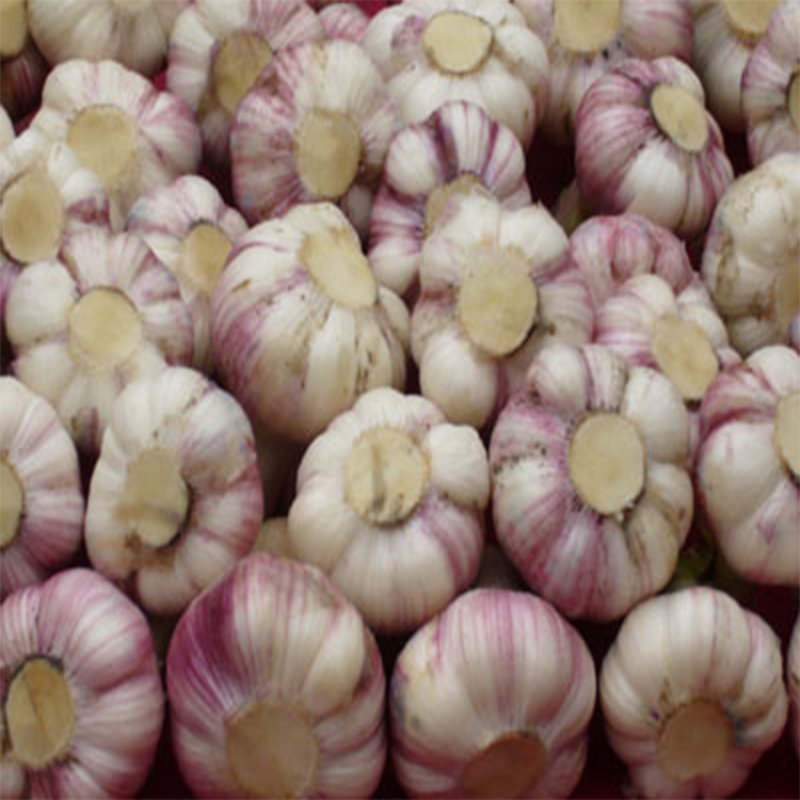 Fresh Garlic High Quality Low Price