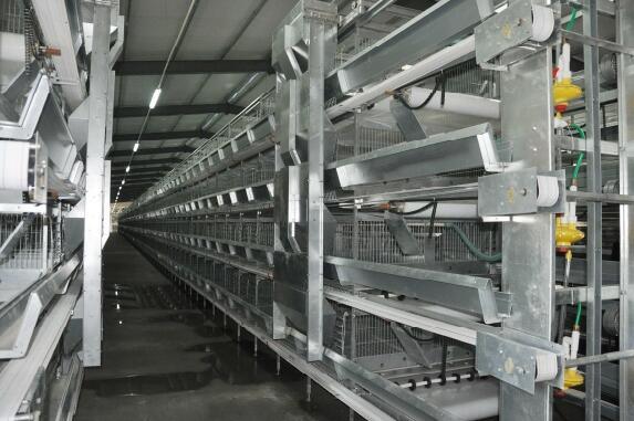 H Frame Battery Cage for Layer Farm