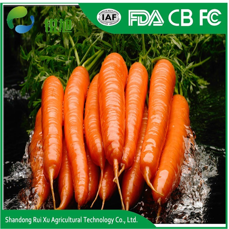 Fresh Carrot/Sliced Carrot/Diced Carrot From Shandong China