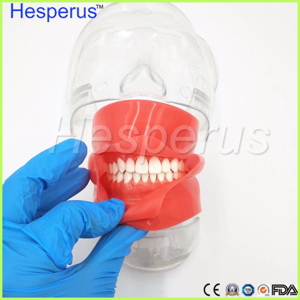Dental Stainless Steel Simple Head Model Hesperus Dentist Model