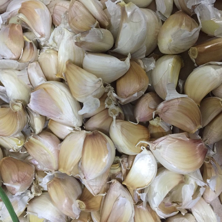 Top Choice Fresh Pure White Peeled Garlic Wholesale From Shandong Factory