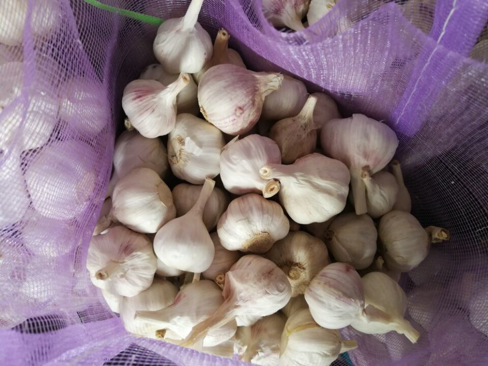 Normal White Fresh 4.5cm Garlic