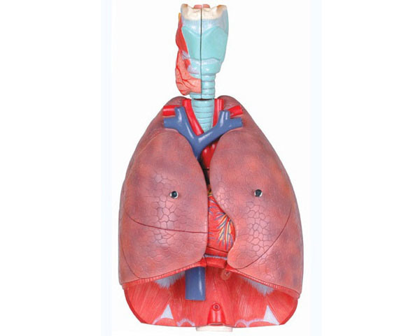 Xy-K57 Respiratory Model -Anatomical Model