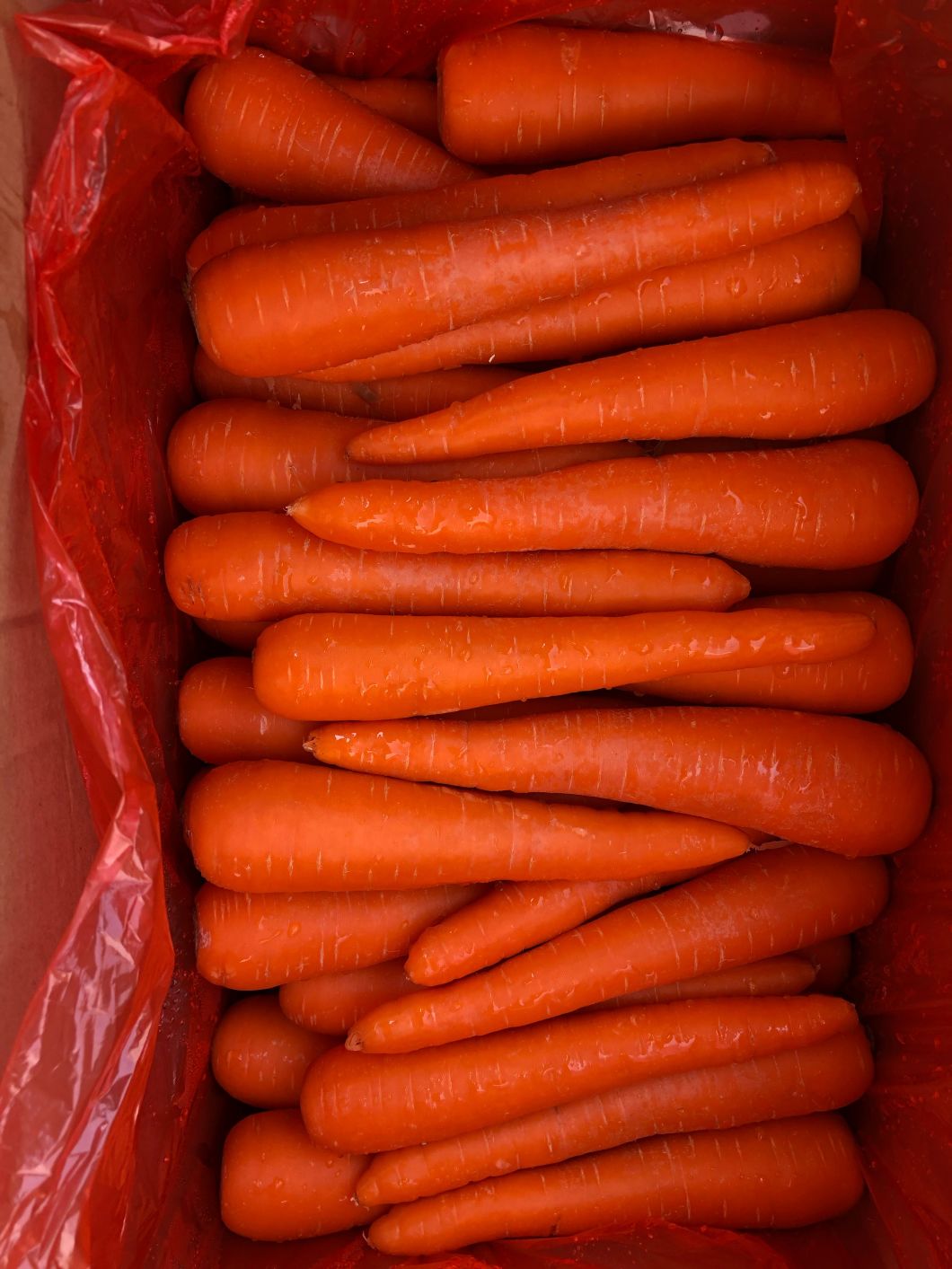 Fresh Carrot (80-150g, 150-220g, 220-300g, 300g+)